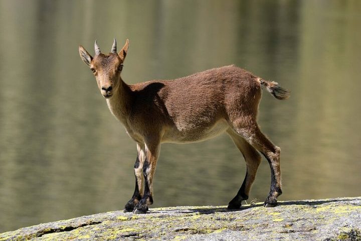 A necropsia indicou que a causa da morte foi uma deformidade nos pulmões, o que comprometeu a oxigenação.