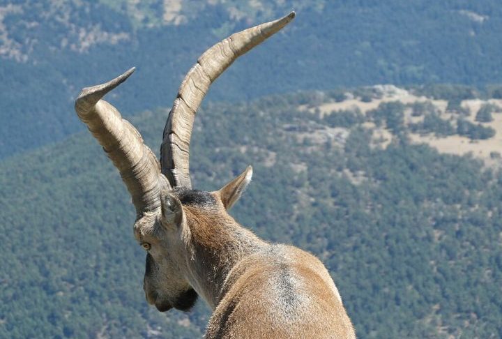 Era um animal robusto, adaptado ao clima montanhoso, com chifres grandes e curvados, especialmente nos machos, que podiam atingir até um metro de comprimento. 