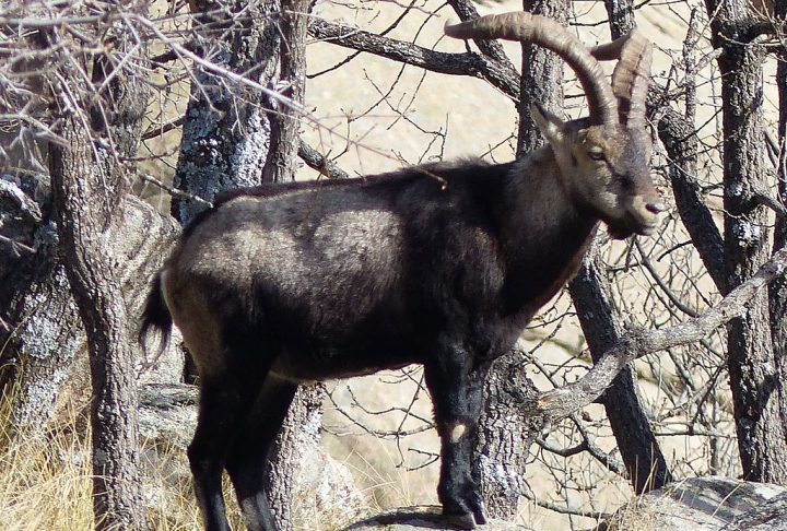 Preocupados com a iminente perda, cientistas agiram rapidamente para coletar e preservar amostras da pele do animal em nitrogênio líquido.