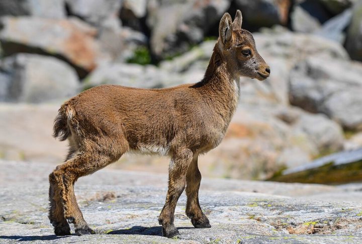 Declarado extinto em 2000, o bucardo tornou-se o primeiro animal oficialmente extinto a ser clonado com sucesso. 