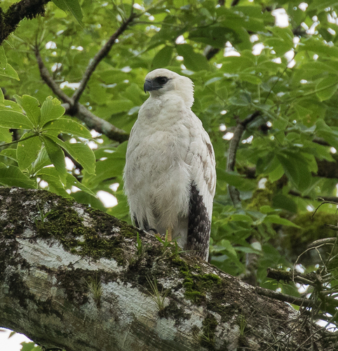 O uiraçu (Morphnus guianensis) é uma águia raríssima. Mede entre 70 e 90 cm, pode viver cerca de 30 anos e reproduz-se lentamente, com apenas um filhote a cada dois ou três anos. . 