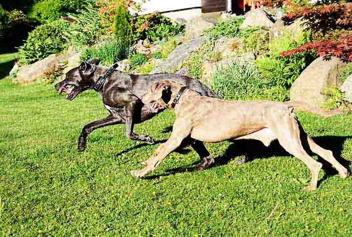 Você sabia que o cachorro mais alto registrado no Guiness Book (Livro dos recordes) é um dogue alemão? Zeus, de Otsego, nos Estados Unidos, media 111,8 cm. A raça ficou popularizada pelo personagem Scooby Doo, um dogue alemão marrom.