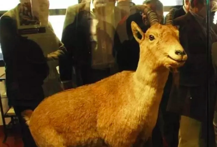 Apesar de ter vindo ao mundo com vida, o animal apresentava dificuldades respiratórias e faleceu poucos minutos após o nascimento.