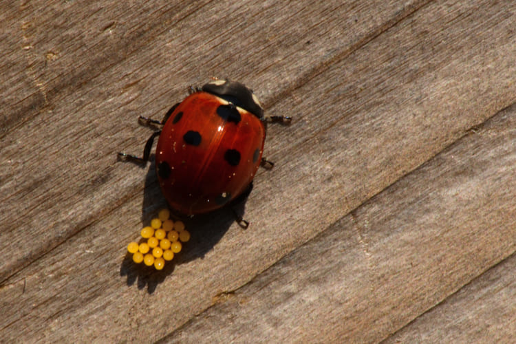 Na reprodução, o macho fecunda a fêmea e os ovos são depositados em folhas, próximos a colônias de pulgões. Isso garante alimento imediato para as larvas ao nascer.