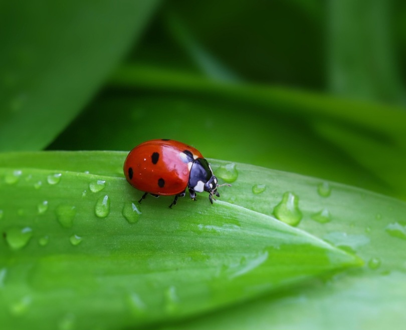 A longevidade da joaninha adulta varia de seis meses a um ano. Algumas espécies em regiões frias hibernam durante o inverno, prolongando um pouco sua vida.
