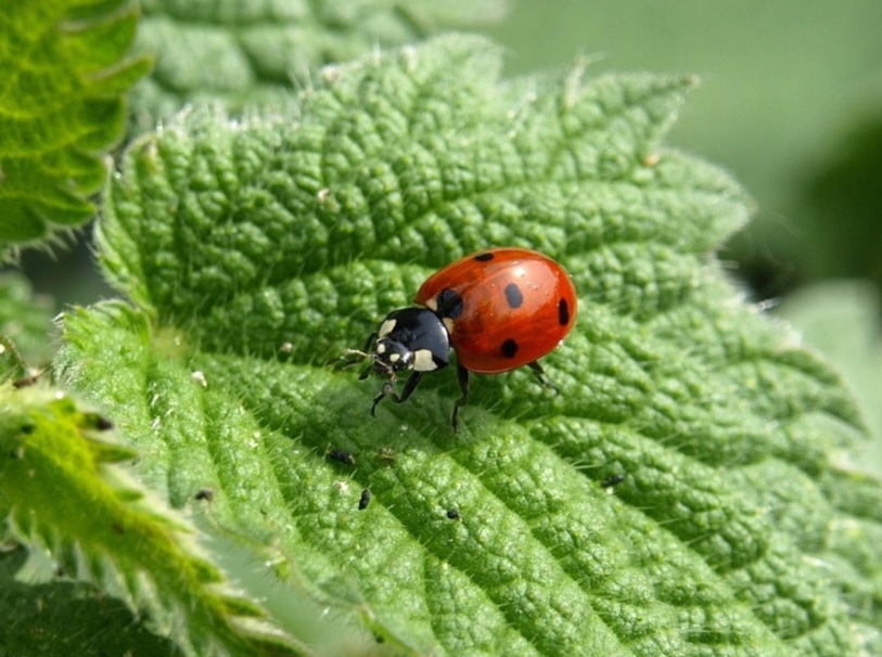Suas cores vibrantes funcionam como defesa: predadores associam tons vermelhos e pretos a insetos tóxicos. Embora não sejam letais, soltam um líquido amargo que espanta ameaças.
