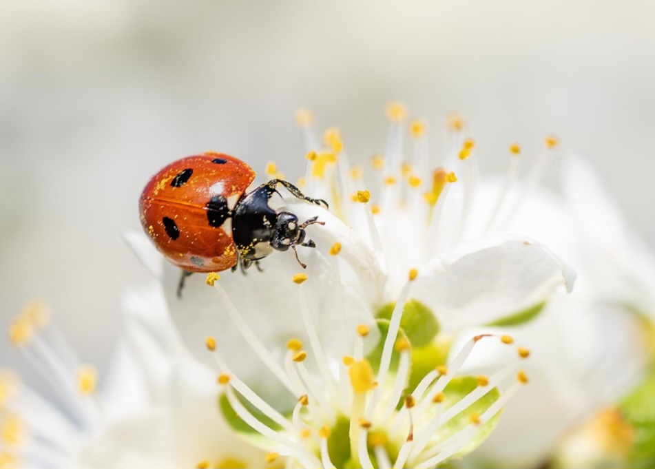 Assim, a joaninha é mais que um inseto bonito: é parte essencial do equilíbrio ecológico e da história humana, unindo utilidade prática, valor simbólico e encantamento.