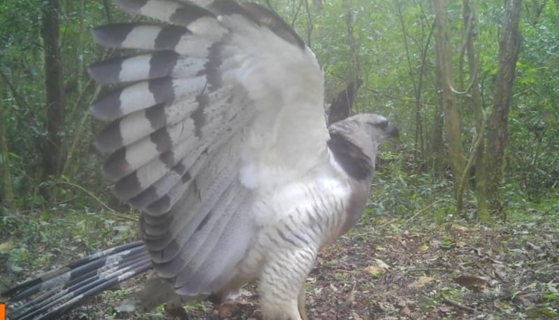 Armadilhas fotográficas do Projeto Onças do Iguaçu registraram um uiraçu pela primeira vez no Parque Nacional do Iguaçu. O flagrante, feito no dia 12/08/2025 quando a ave desceu ao chão, é considerado histórico e reforça o parque como refúgio para predadores de topo.