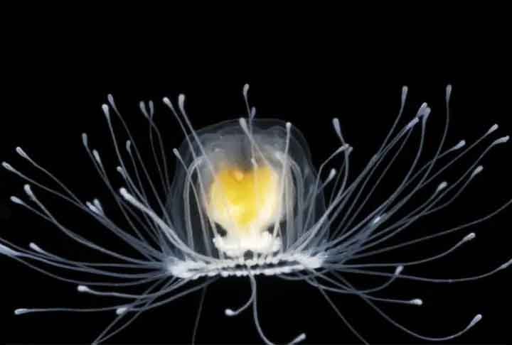 Esta água-viva é capaz de reverter o processo de envelhecimento, pois é geneticamente capaz de retornar à sua forma de pólipo (como se o humano voltasse a ser bebê) e por isso, é o animal de vida mais longa do mundo, sendo praticamente imortal.