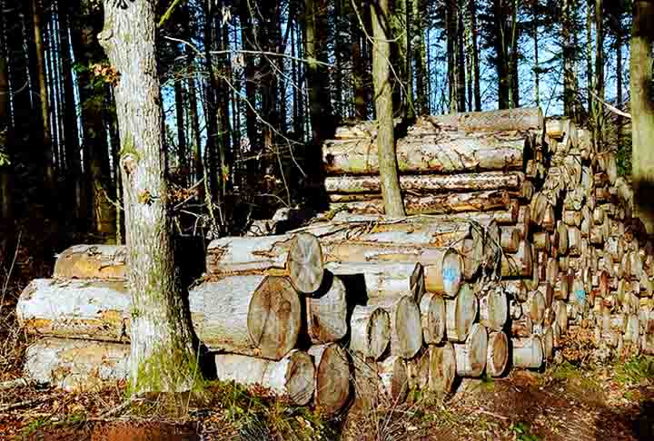 Além de contribuírem para a purificação do ar e proteção da biodiversidade, essas árvores são fontes de madeira, papel e resinas. Ou seja, também desempenham um papel relevante na economia. 
