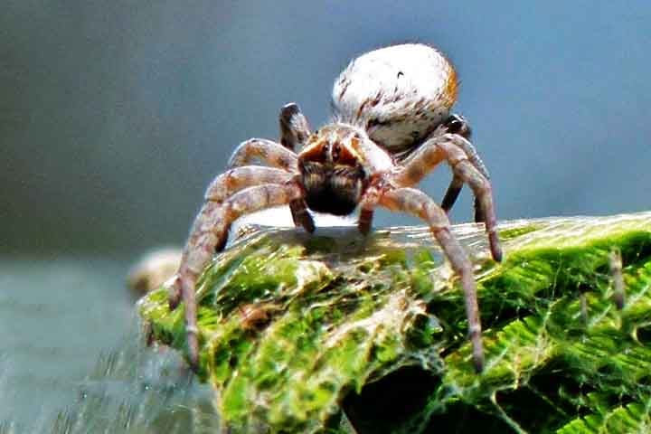 Pesquisadores fizeram uma descoberta sobre as aranhas sociais africanas (Stegodyphus dumicola) que desafia os conceitos tradicionais da ecologia comportamental. 