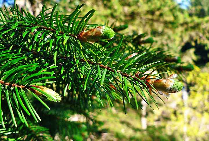 As árvores coníferas são perenes, com folhas em formato de agulha e cones que protegem as sementes. Formam belo cenário na natureza de lugares frios.