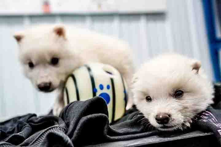 No dia 07/04, a empresa de biotecnologia Colossal Biosciences anunciou a “recriação” do lobo-terrível, no que seria a primeira 