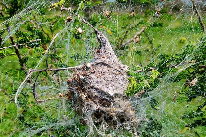 Essas aranhas constroem teias comunais complexas em arbustos ou árvores, formando estruturas que podem abrigar centenas de indivíduos.