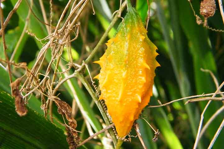 O nome Melão-de-São-Caetano deriva da devoção a São Caetano, padroeiro de uma capela onde a planta era cultivada, e da semelhança do fruto com um melão comum. 