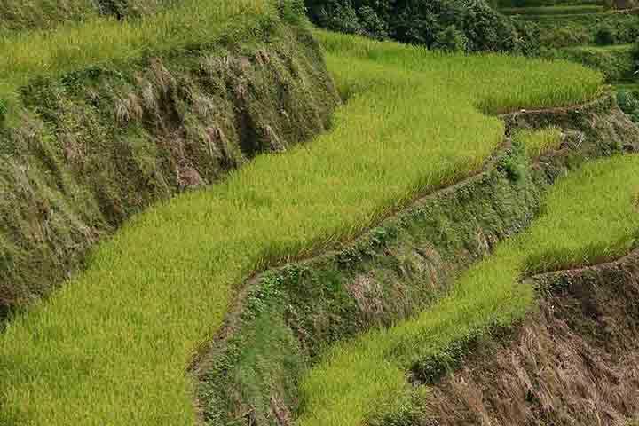 A cooperatividade entre as famílias Ifugao é essencial para o funcionamento ideal dos terraços. 