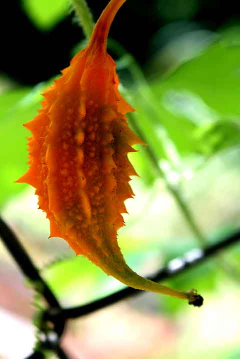 O melão-de-São-Caetano chegou ao Brasil durante o período colonial, trazido por portugueses ou escravos africanos. Ele, então, se adaptou ao clima tropical e se consolidou em quintais e terrenos baldios.