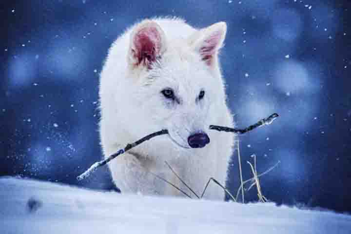 Extinto há mais de 10 mil, o lobo-terrível é originário da América do Norte e a espécie foi registrada pela primeira vez há 250 mil anos.

