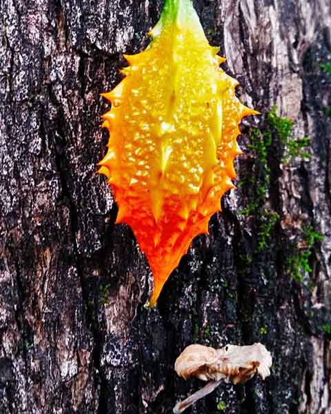 A ciência moderna, por sua vez, identificou compostos bioativos com propriedades antidiabéticas, anti-inflamatórias, antibacterianas e até mesmo potencial antitumoral.