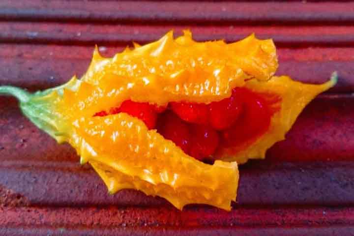 O Melão-de-São-Caetano tem sido utilizado para combater problemas digestivos e auxiliar no tratamento da prisão de ventre, devido às suas propriedades laxativas e purgativas. 