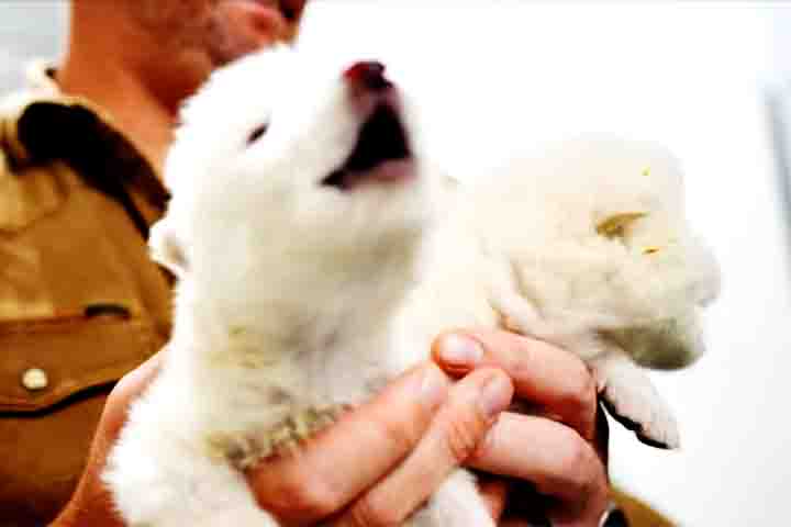 Com cinco meses, Rômulo e Remo habitam um centro de preservação da vida selvagem localizado nos Estados Unidos.

