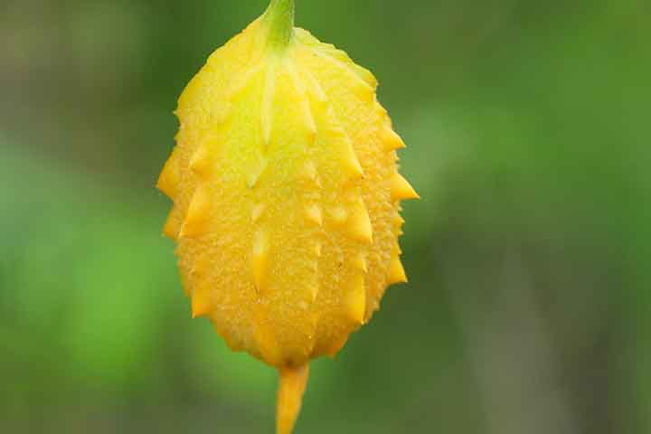 Isso faz com que a percepção popular ache que a planta medicinal seja venenosa, algo que não existe na verdade. Entretanto, seu uso requer cuidado para utilizar a dosagem correta e conhecimento sobre as contraindicações.