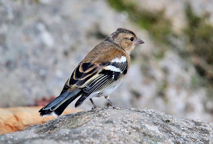 Darwin percebeu que, embora todos fossem tentilhões, os que comiam insetos tinham bico fino; já os que se alimentavam de sementes tinha bico largo e duro. Darwin mostrou as adaptações de diversos animais ao seu ambiente e ao seu estilo de sobrevivência. 