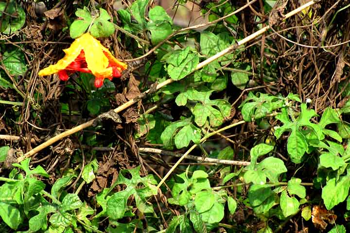 Esse fruto tem um potencial agrícola incrível, pois apresenta adaptabilidade, resistência a pragas e baixa exigência de insumos.