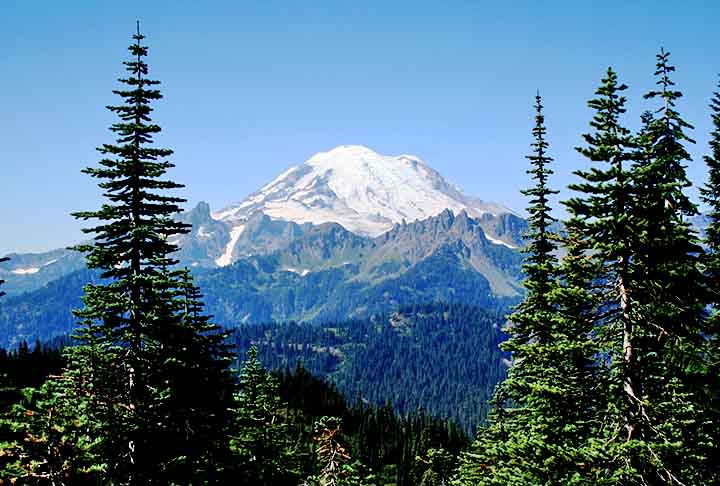 Japão - Montanhas e florestas subtropicais abrigam ciprestes e cedros, com grande importância cultural e ecológica. Ciprestes são árvores conhecidas por sua madeira resistente e copa elegante, comuns em climas temperados. Cedros são apreciados por sua madeira aromática e simbologia histórica, típicas de regiões montanhosas.

