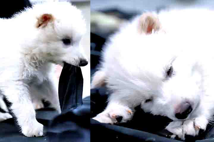 Na etapa seguinte, eles editaram 14 genes-chave dessas células EPCs para a tornarem semelhantes ao DNA dos lobos-terríveis. 
