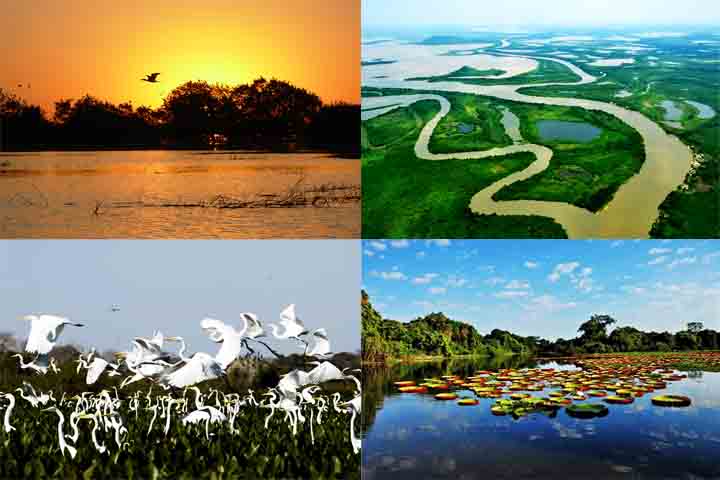 Complexo de Áreas Protegidas do Pantanal, Mato Grosso e Mato Grosso do Sul – Abrange áreas do Pantanal Norte e Sul, o maior sistema de zonas úmidas do mundo, com grande variedade de espécies, como onças, jacarés e aves aquáticas.