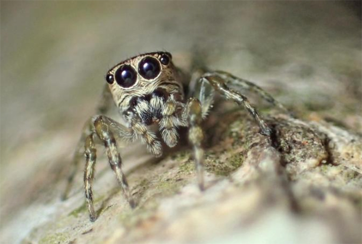 As aranhas saltadoras possuem uma visão impressionante, com alta percepção de cores e profundidade. Elas usam essa habilidade para localizar presas e realizar saltos precisos para capturá-las.

