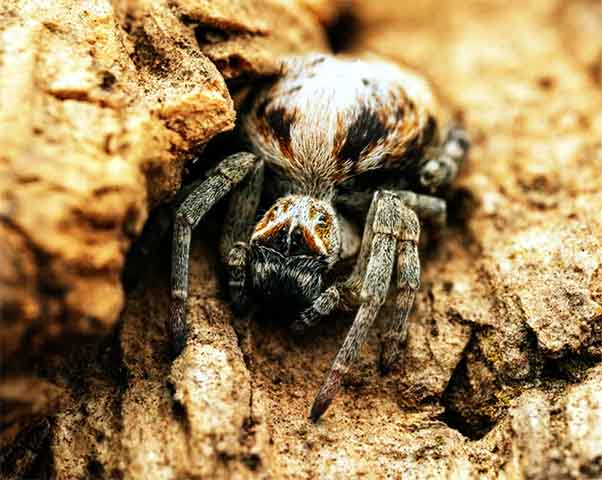 Segundo a pesquisadora Lena Grinsted, líder do estudo, as descobertas questionam a ideia de que personalidades individuais são essenciais para a evolução de espécies sociais.