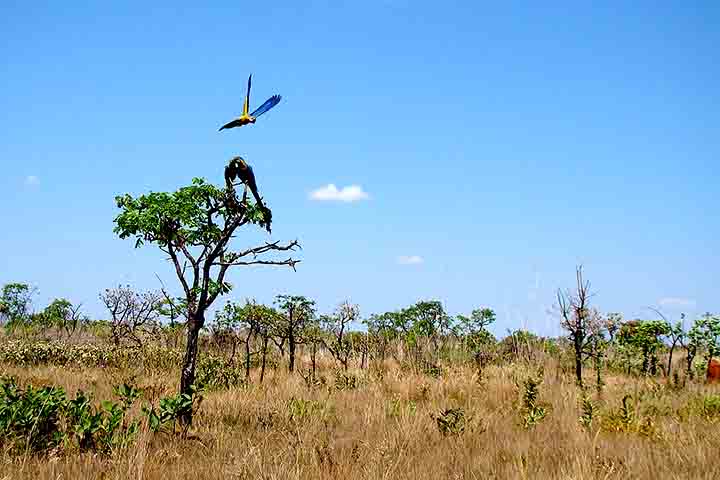 Reservas do Cerrado/Parques Nacionais da Chapada dos Veadeiros e das Emas, Goiás – Protegem ecossistemas do cerrado, com paisagens de chapadas, cachoeiras, campos e rica vida silvestre, incluindo espécies ameaçadas como o lobo-guará.
