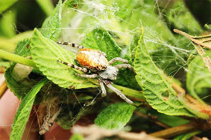 A ausência de personalidade fixa entre os indivíduos parece facilitar a vida cooperativa e igualitária nas colônias.