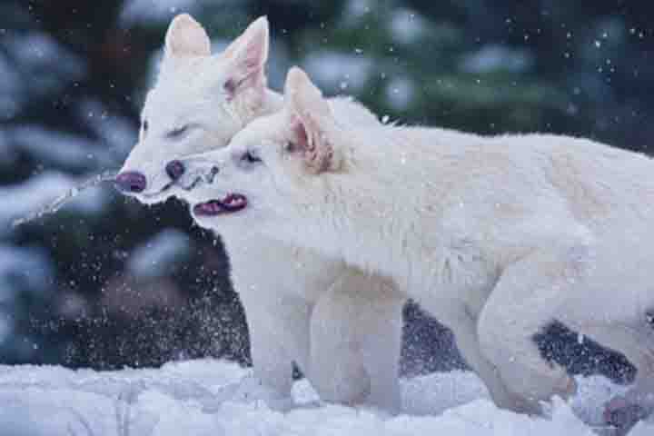 Eles tinham aparência semelhante às dos lobos cinzentos e dos chacais, porém eram provenientes de linhagem genética distinta. 
