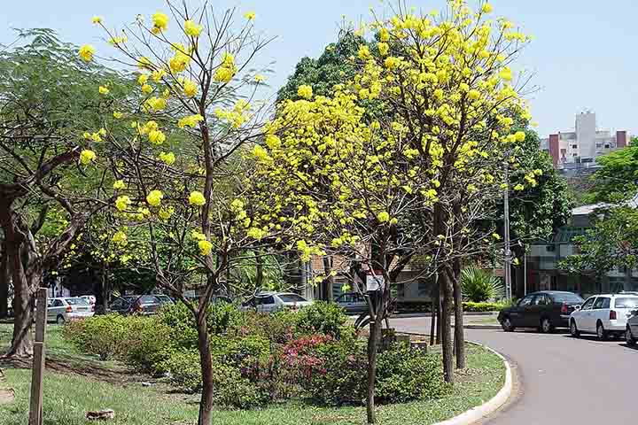 A cidade, então, desenvolveu campanhas de conscientização que se repetem ao longo dos anos. Elas buscam reforçar ideias simples como separar lixo, respeitar horários de coleta e não descartar resíduos em locais públicos.