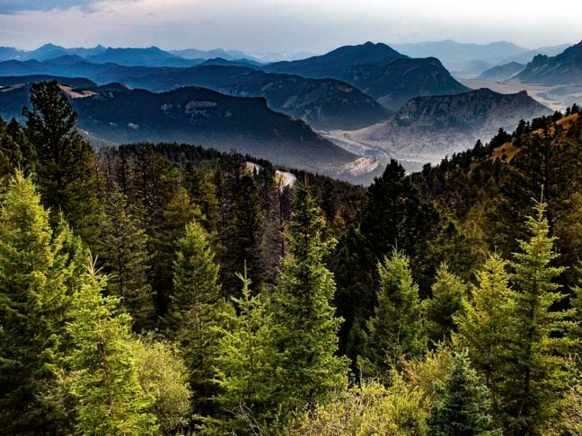 A cordilheira na qual as árvores foram encontradas atravessam boa parte da América do Norte, abrangendo as províncias canadenses da Colúmbia Britânica e Alberta.