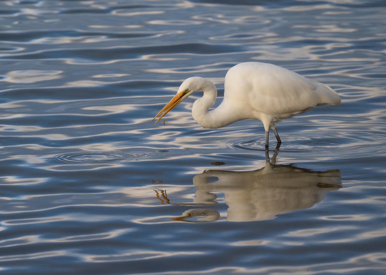 A destruição de áreas úmidas, a poluição de rios e lagos e a urbanização desordenada reduziram significativamente o espaço natural dessas aves. Em algumas regiões, como Illinois, a garça-noturna de coroa preta está ameaçada de extinção.