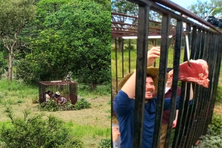 Safári na África: O youtuber dormiu numa jaula em meio a leões, guepardos e hipopótamos. Para aumentar a tensão, ele espalhou pedaços de carne ao redor do local.
