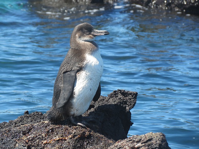 Pinguim das Galápagos - Única espécie de pinguins encontrada no hemisfério norte. Tem 50 cm de altura e 2 kg, em média. Suas asas medem 23 cm e seu corpo é branco e preto com nuances azuladas. Fazem ninhos nas cavidades das rochas. 