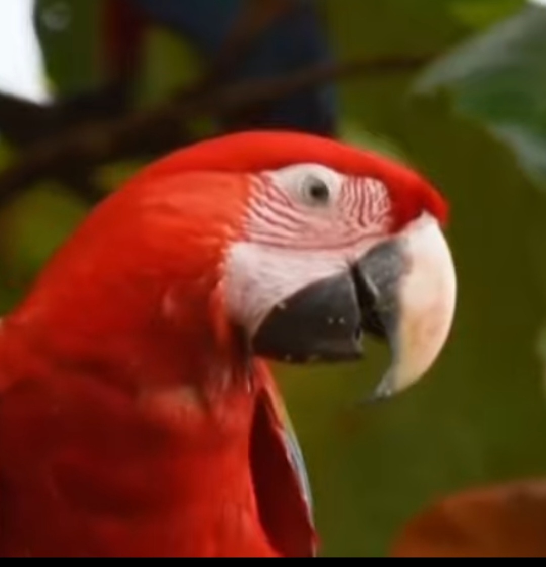 São inteligentes, sociáveis e têm grande capacidade vocal, o que as torna populares mesmo fora do habitat natural. No entanto, seu bem-estar depende de ambientes preservados.