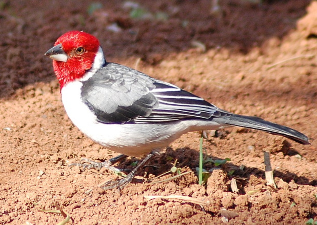 Cardeal-do-norte - Pássaro vistoso, conhecido pelo vermelho intenso dos machos e pelo canto melodioso. Habita áreas arborizadas e jardins da América do Norte, sendo símbolo de vários estados dos EUA. A fêmea tem tons mais discretos, puxando para o marrom.

