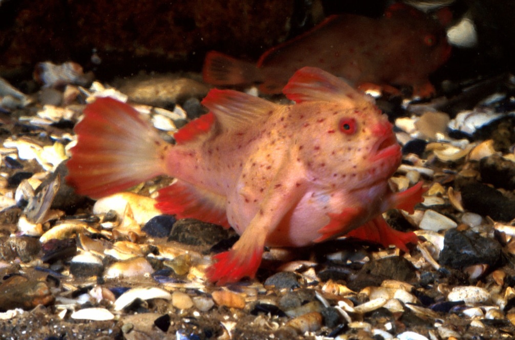 Peixe-mão-vermelho: animal raro da costa da Tasmânia, com nadadeiras peitorais em forma de “mãos” usadas para caminhar no fundo do mar. Tem corpo achatado e coloração vibrante, incluindo tons vermelhos. Está criticamente ameaçado devido à degradação de seu habitat.