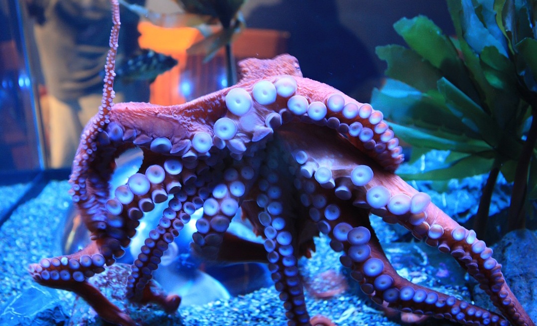 Polvo gigante do Pacífico - Conhecido por sua capacidade de mudar de cor, mas frequentemente exibe tons avermelhados, especialmente quando está agitado ou tentando se camuflar em fundos rochosos.