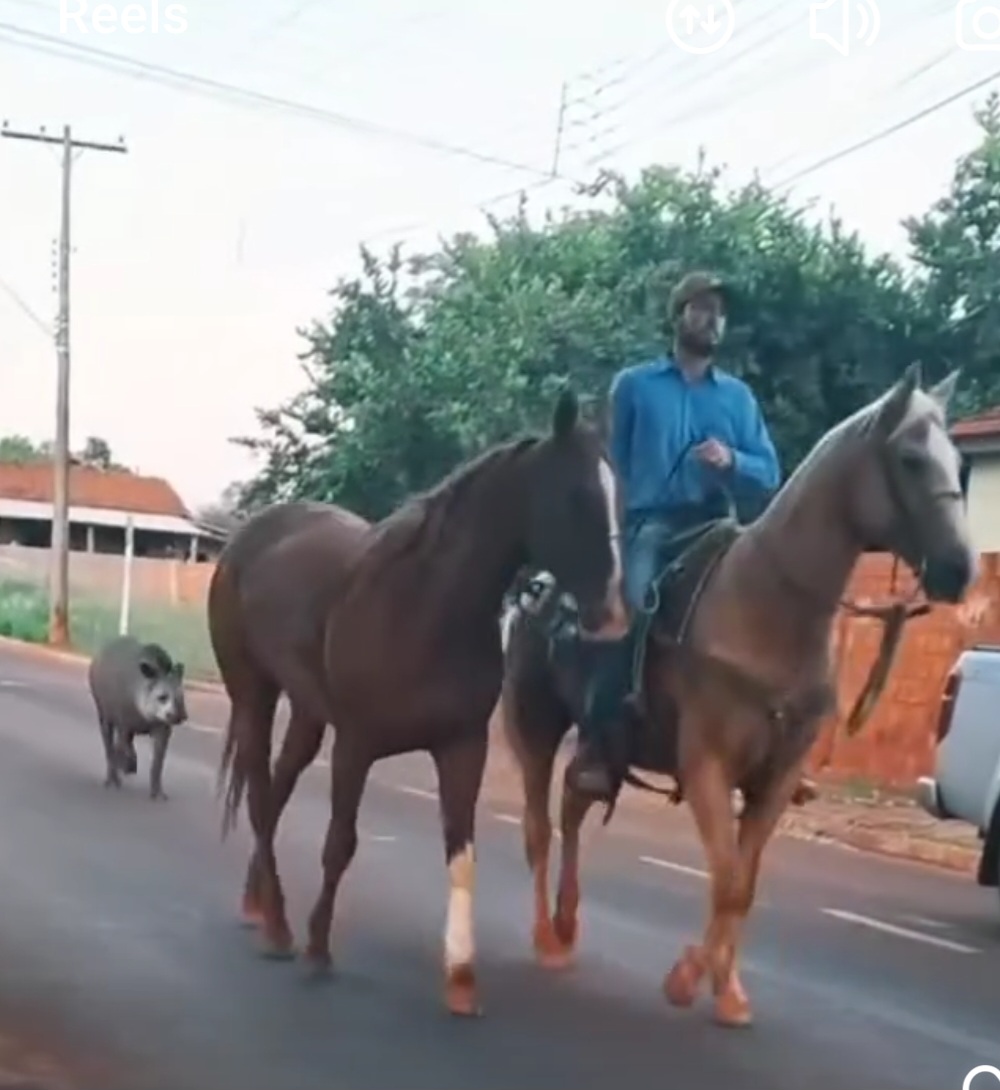 Tico anda pela cidade e acompanha o dia a dia dos moradores, inclusive seguindo o rumo de cavalos pelas ruas. Em março de 2025, ele foi flagrado invadindo uma loja de ração em busca de alimento. 
