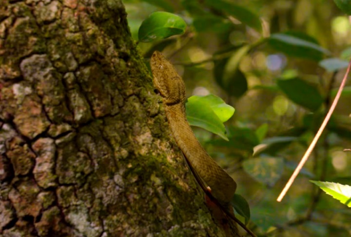 Um receio era de que o perigo não poderia vir apenas do solo, pois as serpentes também podem atacar das árvores. 