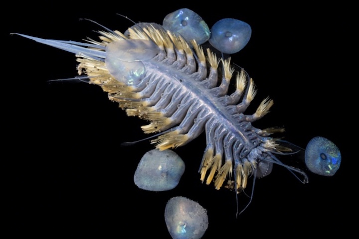 Também foram encontrados vermes zumbis, que não têm boca nem intestino e vivem das gorduras dos ossos de grandes vertebrados.