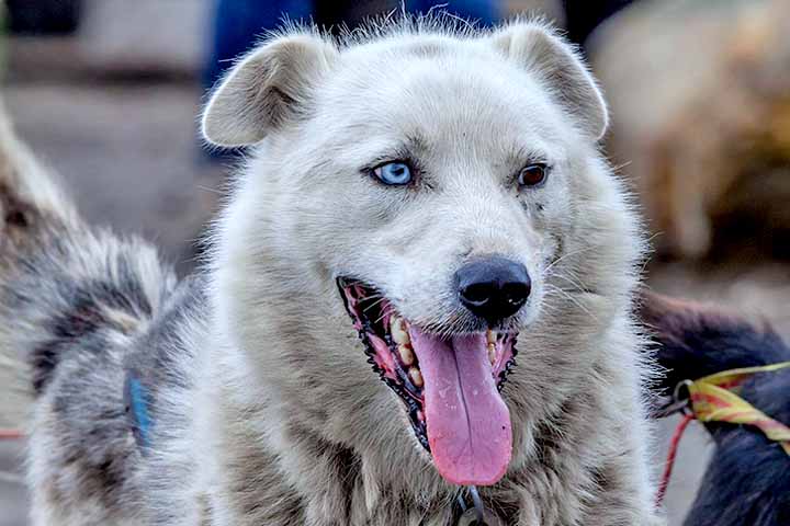Essa condição também pode se manifestar em animais, como gatos, cachorros e cavalos.
