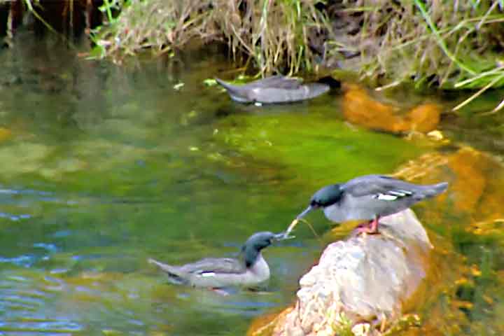 Este registro é crucial, pois, pela primeira vez, será possível mapear o destino dos jovens após se separarem dos pais.